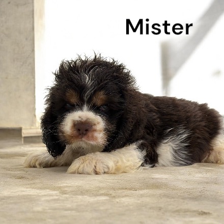 puppy, for, sale, Cocker Spaniel, Joe & Cherri  Overlease, dog, breeder, Miller, MO, dog-breeder, puppy-for-sale, forsale, nearby, find, puppyfind, locator, puppylocator, aca